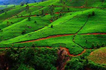 Pola herbaty Sri Lanka